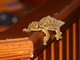 Mourning Gecko (Lepidodactylus lugubris) 