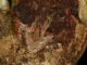 Manaus Spiny-backed Frog (Osteocephalus taurinus ) 