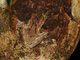 Slender-legged Treefrog (Osteocephalus buckleyi ) 