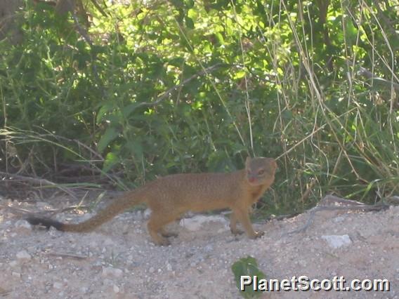 Mongoose, Namibia