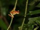 Convict Tree Frog (Hyla calcarata) ???
