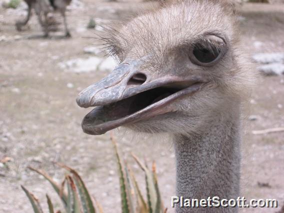 Ostrich, Namibia