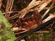 Spine-ridged Toad (Bufo typhonius ) 