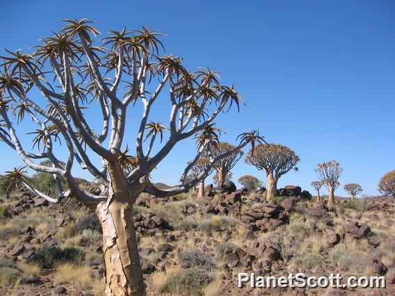 Quiver Trees, Namibia