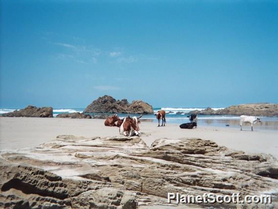 Cows On The Beach, South Africa