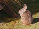 Tapeti (Sylvilagus brasiliensis) 
