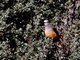 Red-rumped Bush-Tyrant (Cnemarchus erythropygius) 