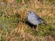 Plumbeous Sierra-Finch (Phrygilus unicolor) Male