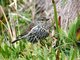 Plumbeous Sierra-Finch (Phrygilus unicolor) Female