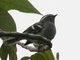 Rufous-winged Tyrannulet (Mecocerculus calopterus) 