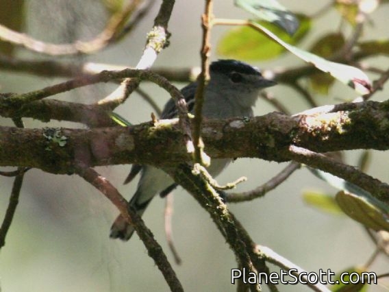 White-banded Tyrannulet (Mecocerculus stictopterus)