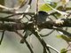 White-banded Tyrannulet (Mecocerculus stictopterus) 