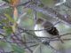 White-crested Elaenia (Elaenia albiceps) 