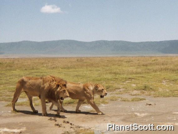 Lions, Tanzania