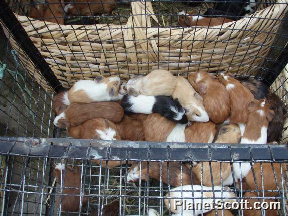 Cuy, guinea pig, is an Ecuadorian specialty (nope, didn't try it!)