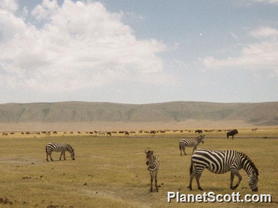 Zebras, Ngorongoro Crater, Tanzania