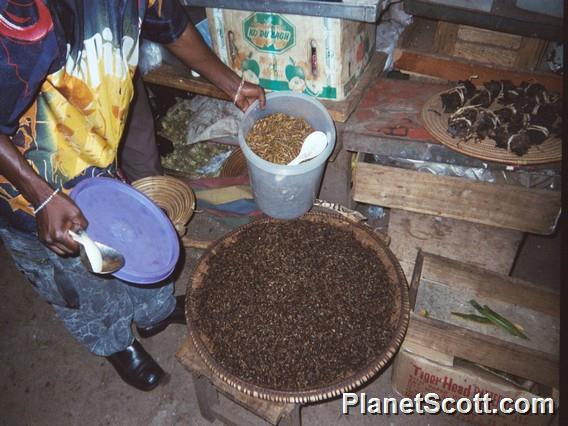 Market, Uganda.  Bucket of crickets and plate of ants