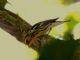 Blackburnian Warbler (Dendroica fusca) 