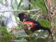 Scarlet-bellied Mountain-Tanager (Anisognathus igniventris) 