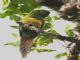 Golden-plumed Parakeet (Leptosittaca branickii) 