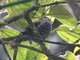 Pearled Treerunner (Margarornis squamiger) 
