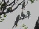 Golden-plumed Parakeet (Leptosittaca branickii) 