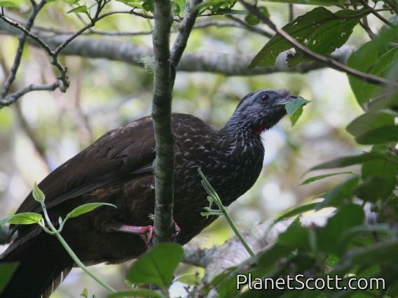Bearded Guan (Penelope barbata)