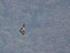 Black-chested Buzzard-Eagle (Geranoaetus melanoleucus) 