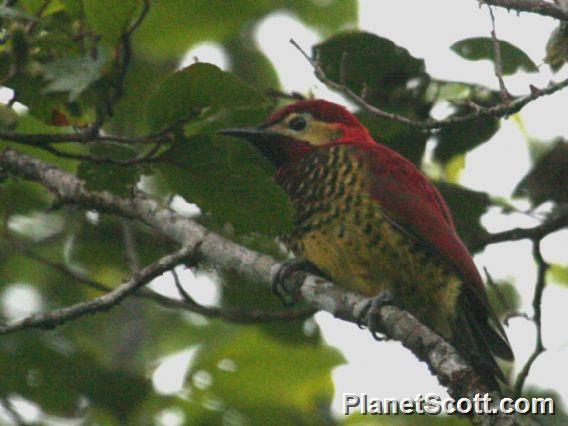 Crimson-mantled Woodpecker (Piculus rivolii) 