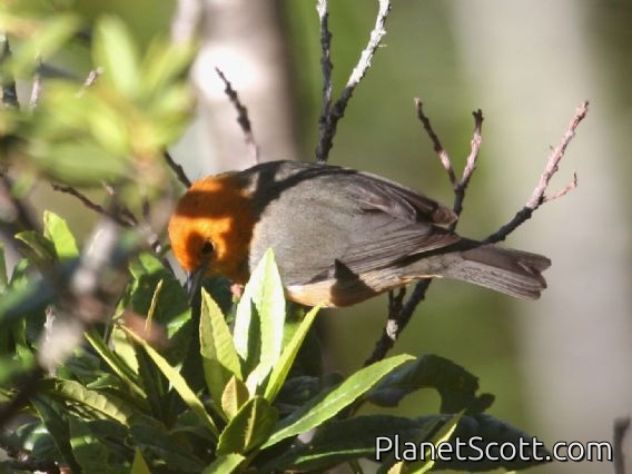 Rufous-chested Tanager (Thlypopsis ornata)