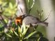 Rufous-chested Tanager (Thlypopsis ornata) 