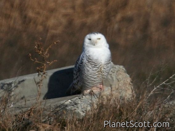 Snowy Owl (Bubo scandiacus)