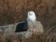 Snowy Owl (Nyctea scandiaca) 