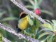 Rufous-naped Brush-Finch (Atlapetes rufinucha) 