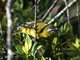 Superciliaried Hemispingus (Hemispingus superciliaris) 