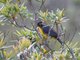 Lacrimose Mountain-Tanager (Anisognathus lacrymosus) 