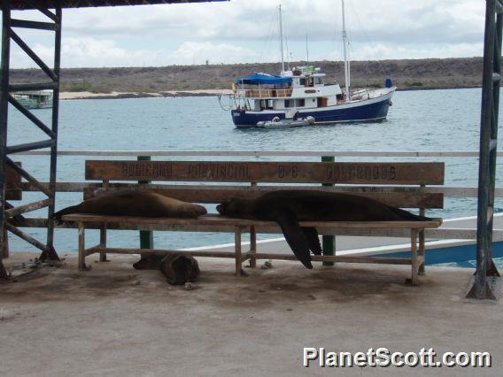 Baltra, our welcome to the Galapagos