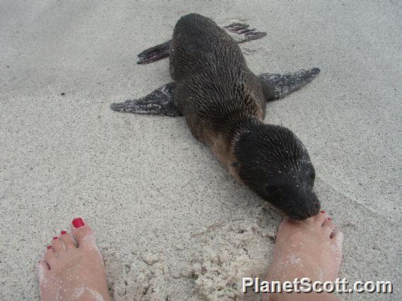 Making friends on Isla Espanola