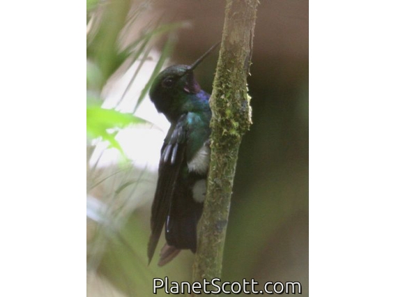 Glowing Puffleg (Eriocnemis vestita)