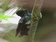 Glowing Puffleg (Eriocnemis vestitus) 
