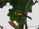Spectacled Redstart (Myioborus melanocephalus) 