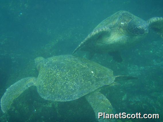 Sea turtles
