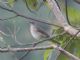Black-billed Thrush (Turdus ignobilis) 