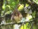 Andean Pygmy-Owl (Glaucidium jardinii) 