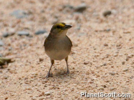 Yellow-browed Sparrow (Ammodramus aurifrons) 