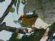 Golden Tanager (Tangara arthus) 