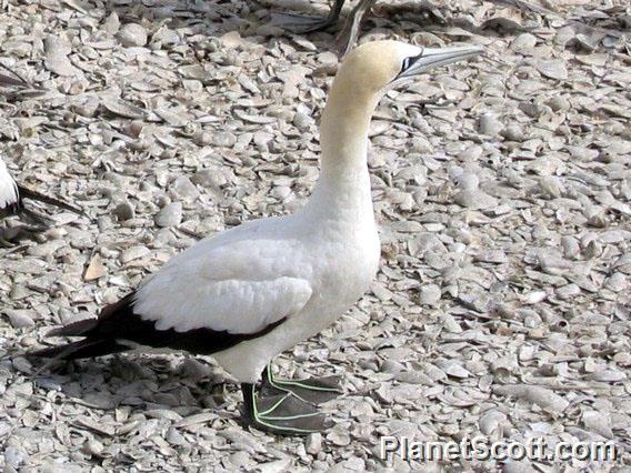 Cape Gannet, South Africa