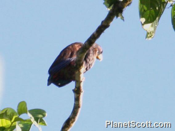 Bronze-winged Parrot (Pionus chalcopterus)