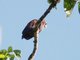 Bronze-winged Parrot (Pionus chalcopterus) 