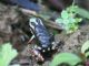 Anthonys Poison Frog (Epipedobates anthonyi) 